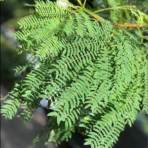 Meet your Posher, Marva